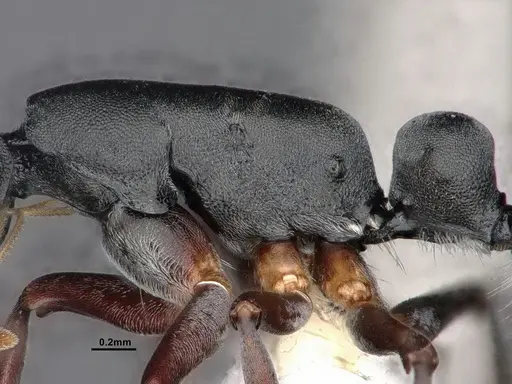 Echinopla mistura specimen CASENT0884106 image casent0884106_4
