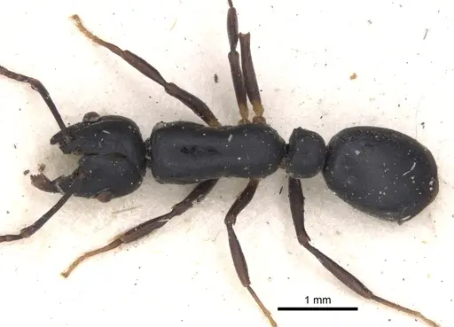 Echinopla mistura specimen CASENT0901885 image casent0901885_1