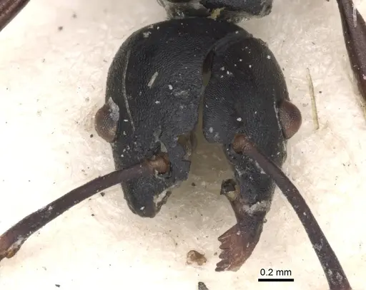 Echinopla mistura specimen CASENT0901885 image casent0901885_2