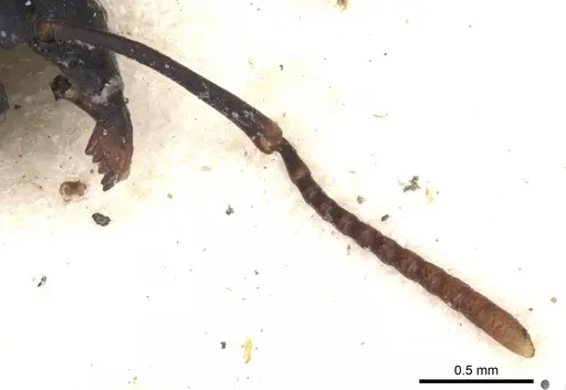 Echinopla mistura specimen CASENT0901885 image casent0901885_3