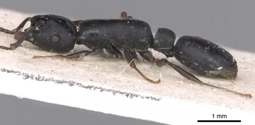 Echinopla mistura specimen CASENT0901885 image casent0901885_4