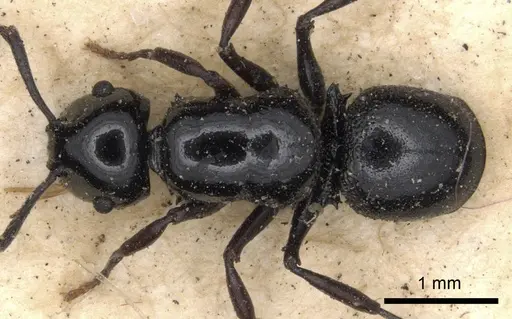Echinopla nitida specimen CASENT0901883 image casent0901883_1