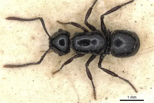 Echinopla nitida specimen CASENT0901883 image casent0901883_2