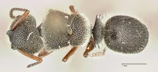 Echinopla octodentata specimen FOCOL2560 image focol2560_1