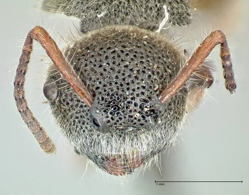 Echinopla octodentata specimen FOCOL2560 image focol2560_2