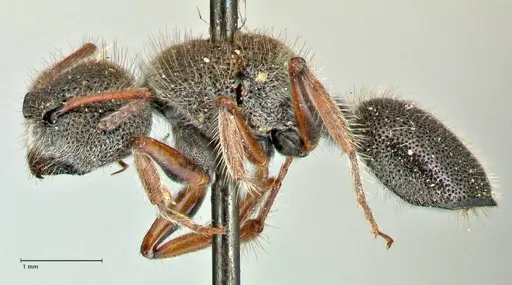 Echinopla octodentata specimen FOCOL2560 image focol2560_3