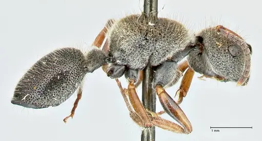 Echinopla octodentata specimen FOCOL2560 image focol2560_4