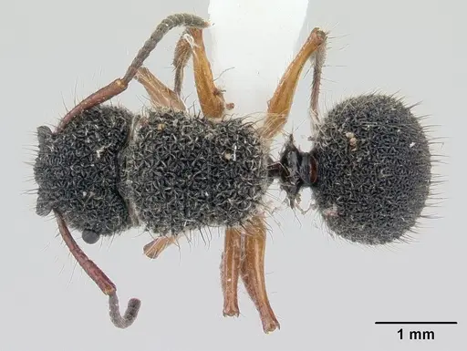 Echinopla pallipes specimen CASENT0178847 image casent0178847_1