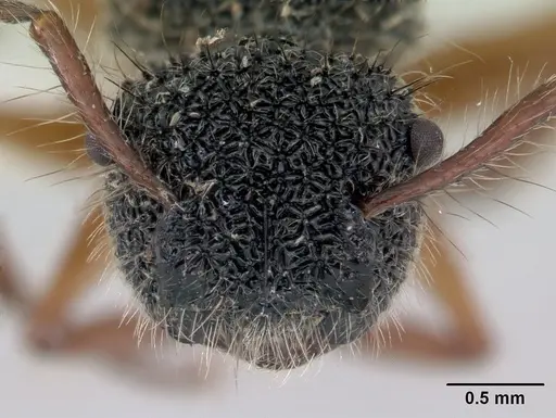 Echinopla pallipes specimen CASENT0178847 image casent0178847_2