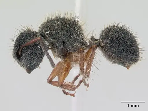 Echinopla pallipes specimen CASENT0178847 image casent0178847_3