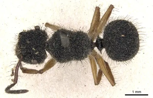 Echinopla pallipes specimen CASENT0901879 image casent0901879_1