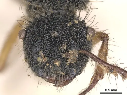 Echinopla pallipes specimen CASENT0901879 image casent0901879_2