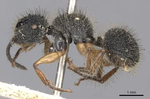 Echinopla pallipes specimen CASENT0901879 image casent0901879_3