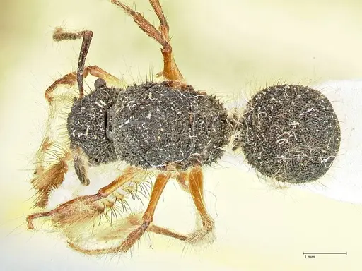 Echinopla pallipes specimen FOCOL2558 image focol2558_1