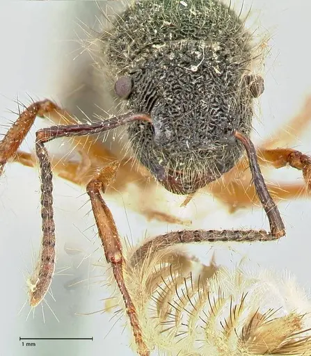 Echinopla pallipes specimen FOCOL2558 image focol2558_2