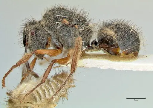 Echinopla pallipes specimen FOCOL2558 image focol2558_3