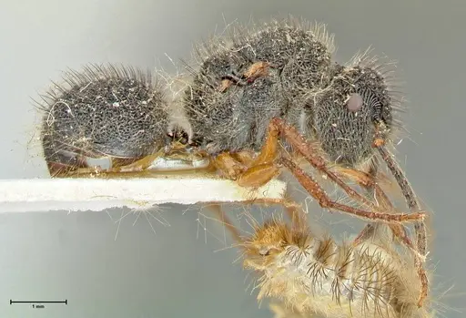 Echinopla pallipes specimen FOCOL2558 image focol2558_4