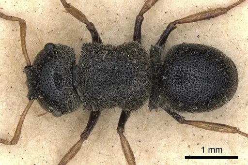 Echinopla praetexta specimen CASENT0901882 image casent0901882_1