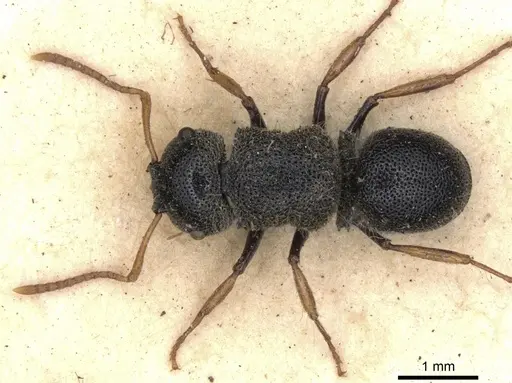 Echinopla praetexta specimen CASENT0901882 image casent0901882_2