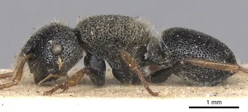Echinopla praetexta specimen CASENT0901882 image casent0901882_4