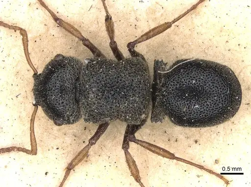 Echinopla praetexta specimen CASENT0906846 image casent0906846_1