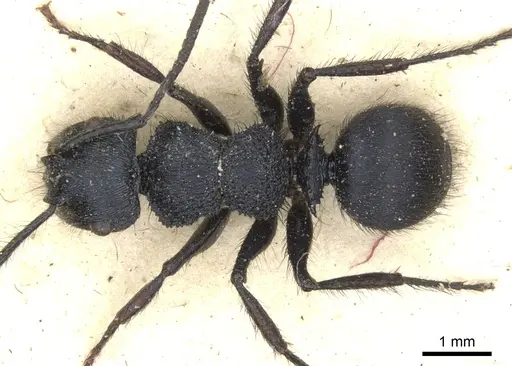 Echinopla pseudostriata specimen CASENT0903474 image casent0903474_1