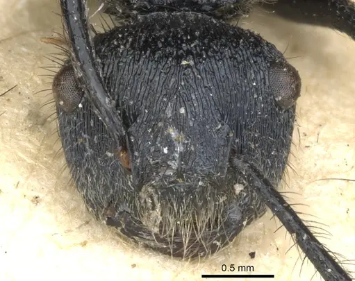 Echinopla pseudostriata specimen CASENT0903474 image casent0903474_2
