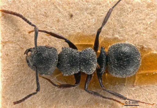 Echinopla rugosa specimen CASENT0922770 image casent0922770_1