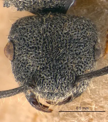 Echinopla rugosa specimen CASENT0922770 image casent0922770_2