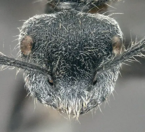 Echinopla senilis specimen CASENT0914950 image casent0914950_2