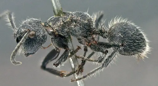 Echinopla senilis specimen CASENT0914950 image casent0914950_3