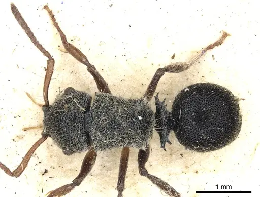 Echinopla serrata specimen CASENT0903467 image casent0903467_1