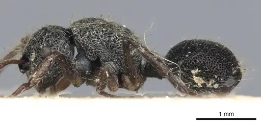 Echinopla serrata specimen CASENT0903467 image casent0903467_3