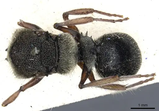 Echinopla silvestrii specimen CASENT0903469 image casent0903469_1