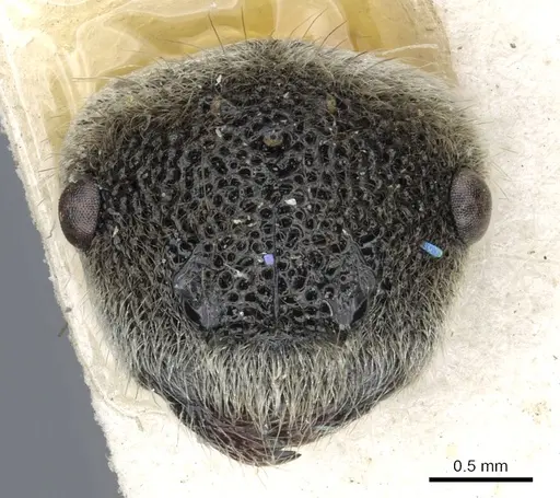 Echinopla silvestrii specimen CASENT0903469 image casent0903469_2