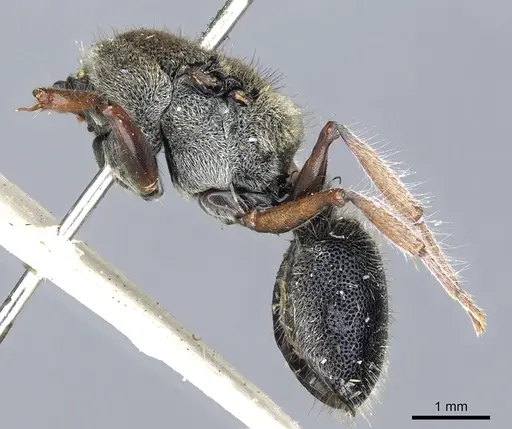 Echinopla silvestrii specimen CASENT0903469 image casent0903469_3