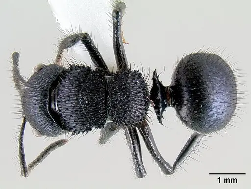 Echinopla striata specimen CASENT0106129 image casent0106129_1