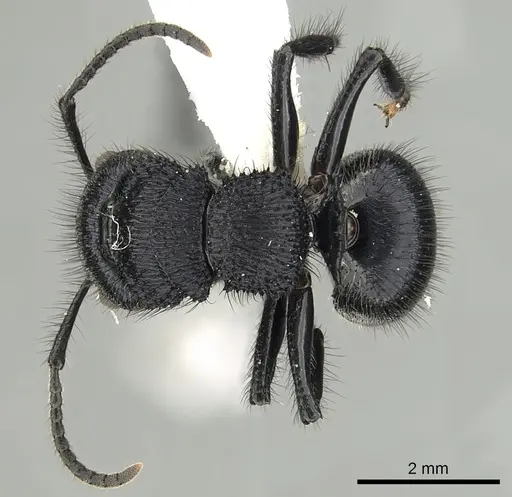 Echinopla striata specimen CASENT0280336 image casent0280336_1