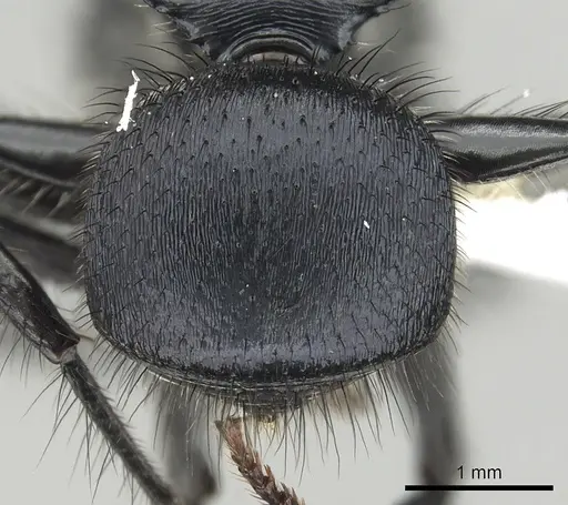 Echinopla striata specimen CASENT0280336 image casent0280336_2
