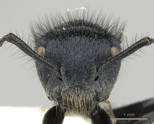 Echinopla striata specimen CASENT0280336 image casent0280336_3