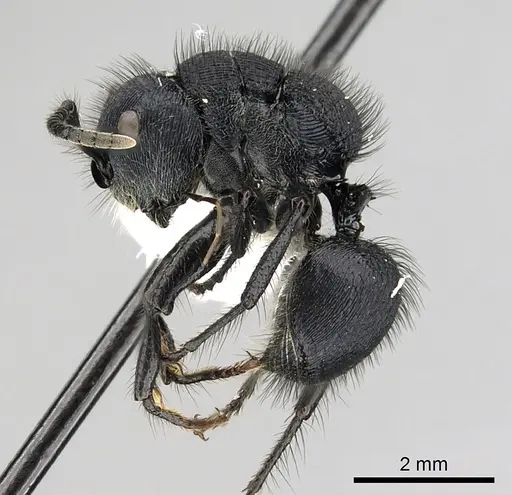 Echinopla striata specimen CASENT0280336 image casent0280336_4
