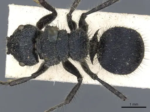 Echinopla striata specimen CASENT0903472 image casent0903472_1