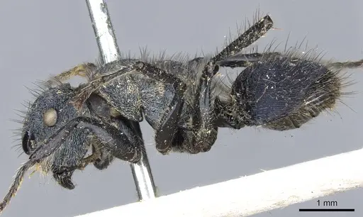 Echinopla striata specimen CASENT0903472 image casent0903472_3