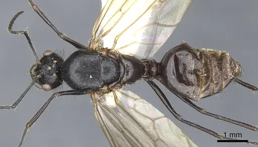 Echinopla striata specimen CASENT0903473 image casent0903473_1
