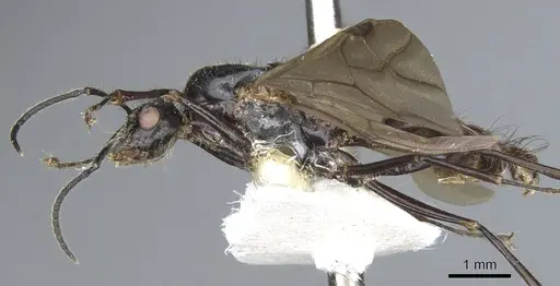 Echinopla striata specimen CASENT0903473 image casent0903473_3