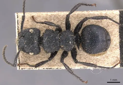 Echinopla striata specimen CASENT0905646 image casent0905646_1