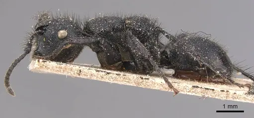 Echinopla striata specimen CASENT0905646 image casent0905646_3