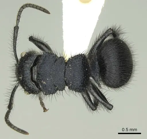 Echinopla striata specimen CASENT0906847 image casent0906847_1