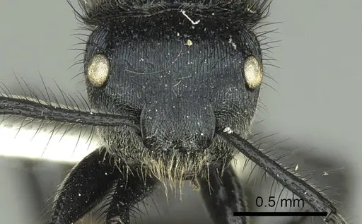 Echinopla striata specimen CASENT0906847 image casent0906847_2