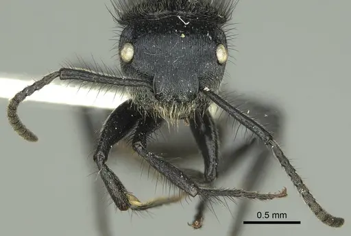 Echinopla striata specimen CASENT0906847 image casent0906847_3